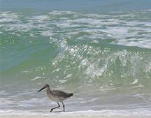 Estuary Willet on the Gulf