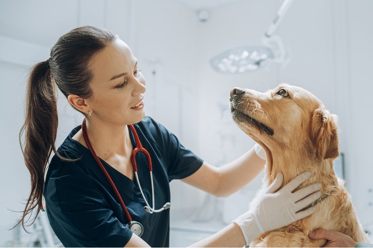 Young veterinarian working with an older dog