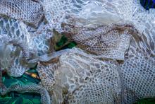 Science &amp; Discovery Center shed snake skins