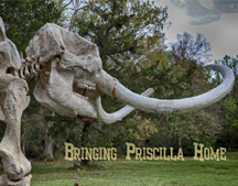 FLORIDA MASTODON EXHIBIT