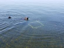 Snorkler tagging seagrass