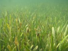 Underwater seagrass