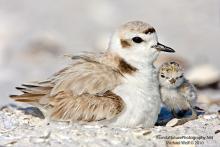 Snowy plover with chick